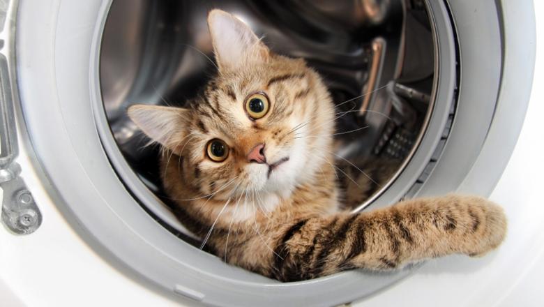 Хозяева случайно постирали кошку в стиральной машине