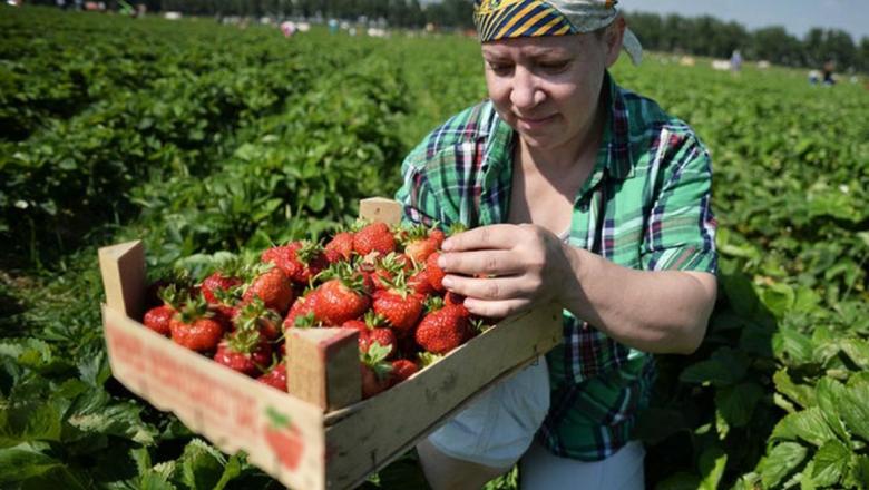 Жители Карелии остались без денег, которые могли заработать на клубнике в Финляндии