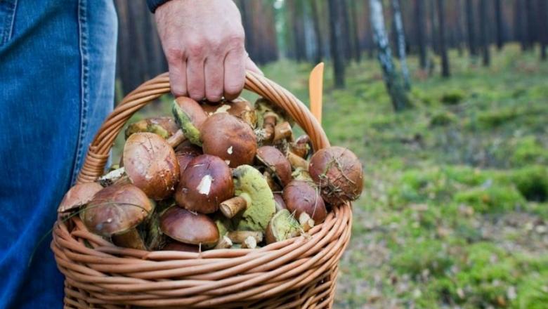 В России появилась «грибная мафия», требующая плату за вход в лес