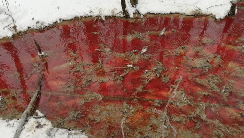 В ручье - кровь забитой рыбы, а в воздухе - вонь: очередное экологическое бедствие в Карелии