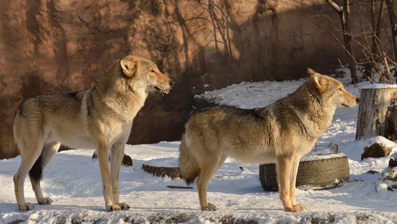 Шесть волков терроризируют жителей одного из районов Карелии 