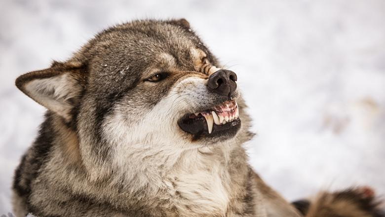 Волки загрызли нескольких собак в деревне на севере Карелии