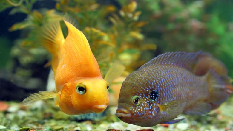 Карельские чиновники планируют потратить 127 тысяч на содержание аквариума