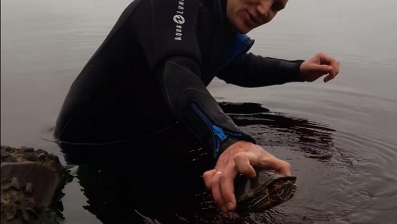 В Онежском озере выловили красноухую черепаху