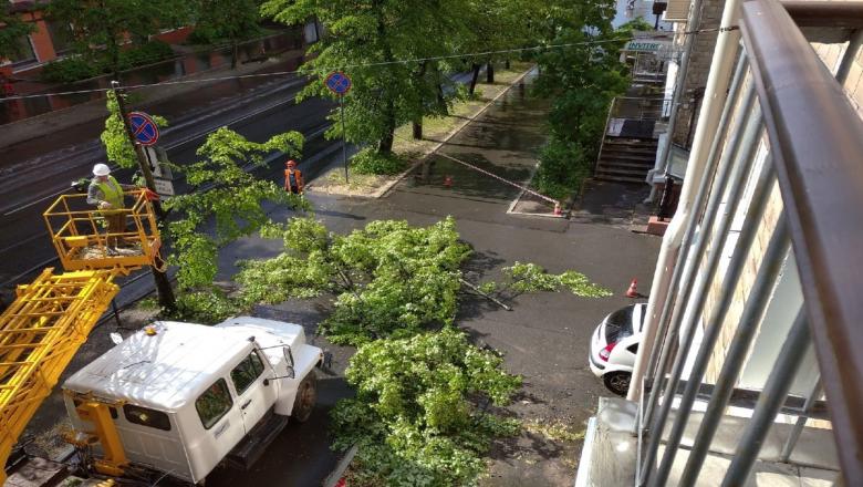 На улице Куйбышева рубят деревья. Мэрия Петрозаводска выясняет, насколько это законно