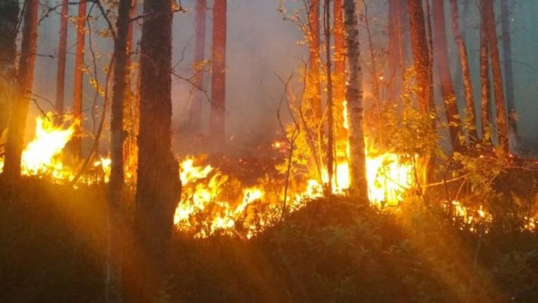 Введен режим ЧС в одном из районов Карелии из-за лесных пожаров