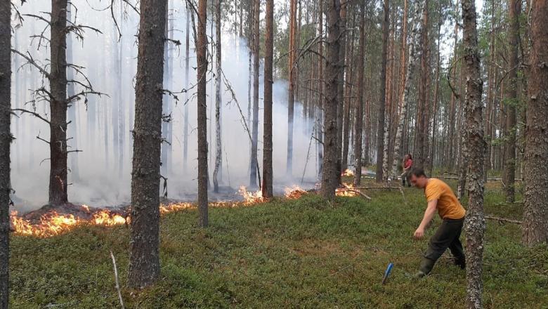 Глава Сегежского района сообщила об угрозе населенным пунктам из-за огня