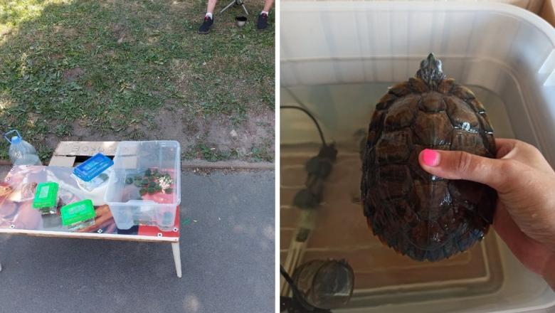 "Куда смотрят правоохранительные органы?!" В Петрозаводске на улице продают черепах с особенностями