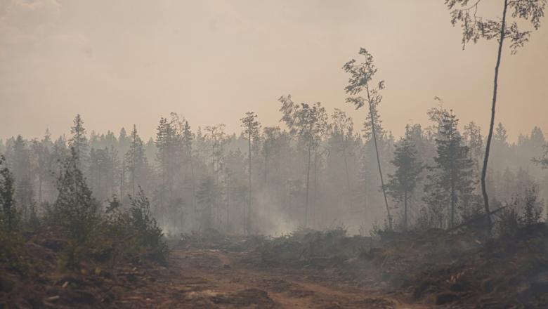 Площадь лесных пожаров в Карелии увеличилась 