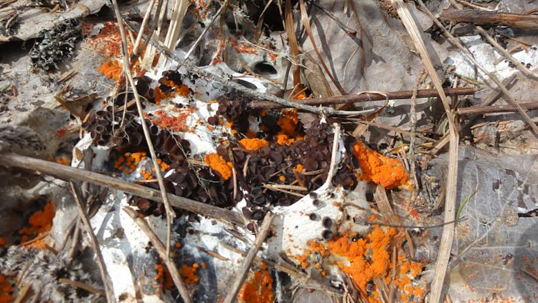 В Карелии обнаружили оранжевые грибы