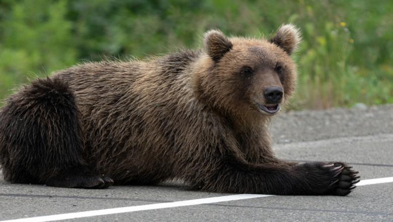 Четырех медведей встретили петрозаводчане около одного из популярных мест купания