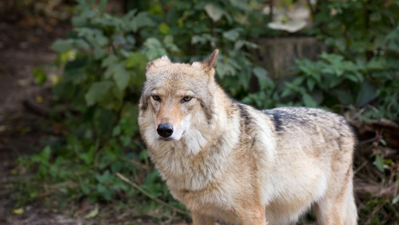 В карельских поселках волки начали утаскивать собак  