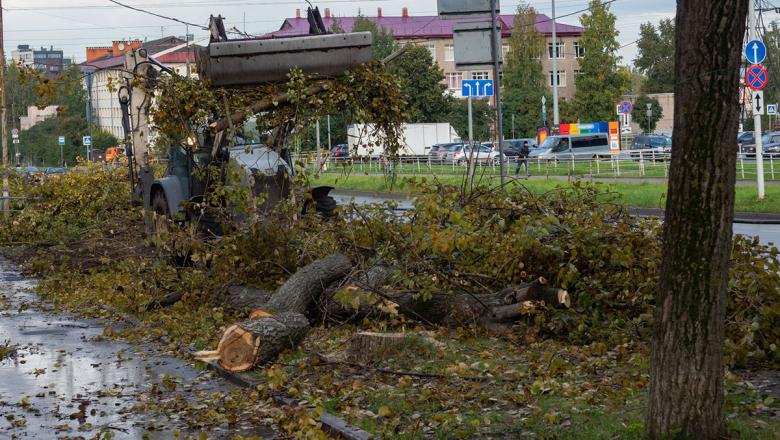В центре Петрозаводска вновь вырубают деревья