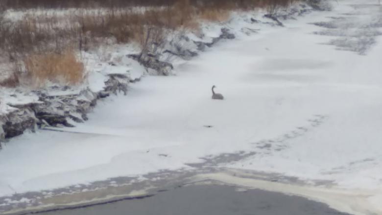 В Пудожском районе пытаются помочь замерзающему лебедю
