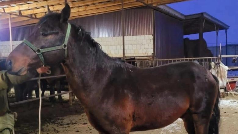 Петрозаводчанка просит помочь выкупить коня с бойни