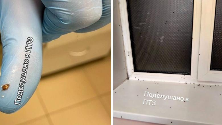 Сотрудники инфекционной больницы в Петрозаводске показали полчище мух и клопов, живущих в отделениях