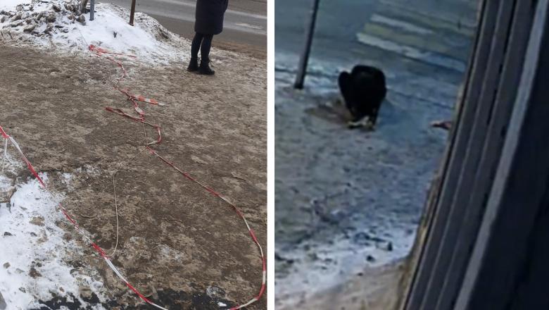 «Больно и обидно»: петрозаводчанин получил травму из-за незаметной веревки на тротуаре