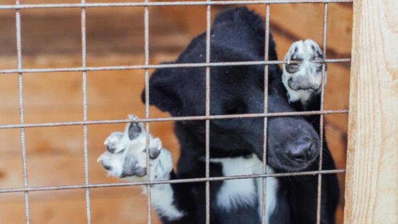 По решению Медвежьегорского суда 11 собак из местного приюта выпустят 