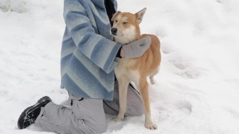 Карельские зоозащитники просят помочь прекратить выпуск собак из приютов