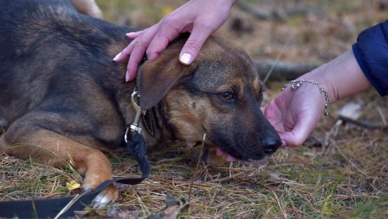 Куда можно пожаловаться на жестокое обращение с животными в Карелии