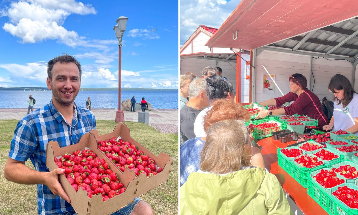 Фестиваль клубники в нижнем новгороде. Клубничный фестиваль. Ярмарка клубники. Ярмарка Петрозаводск клубники. Кипр клубничный фестиваль.