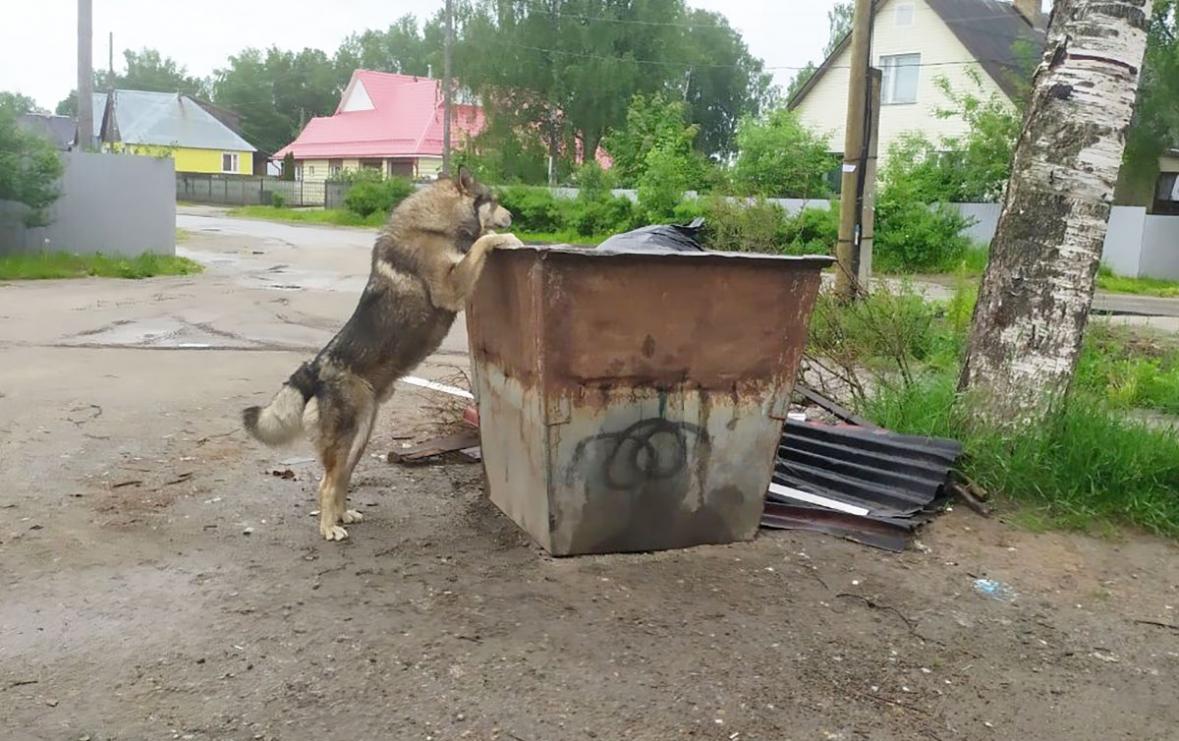 В Карелии суд взыскал деньги с хозяина собаки, которая покусала ребенка