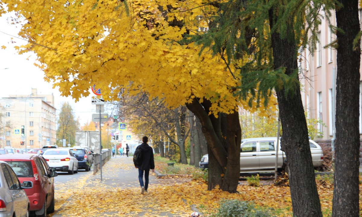 осенняя 13. осенняя 13. ртищево парк. пушкин парки осень 2023. осенняя 13.